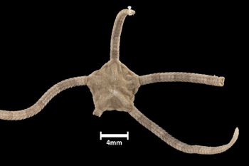 Media type: image;   Invertebrate Zoology OPH-160 Aspect: dorsal